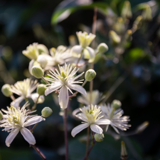 Virginβs Bower (Clematis virginiana)