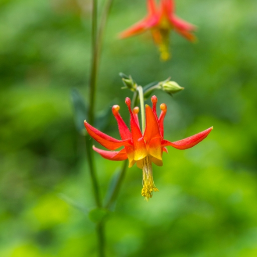 Western Columbine (Aquilegia formosa)