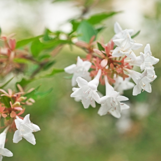 Abelia