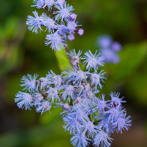 Blue Mistflower