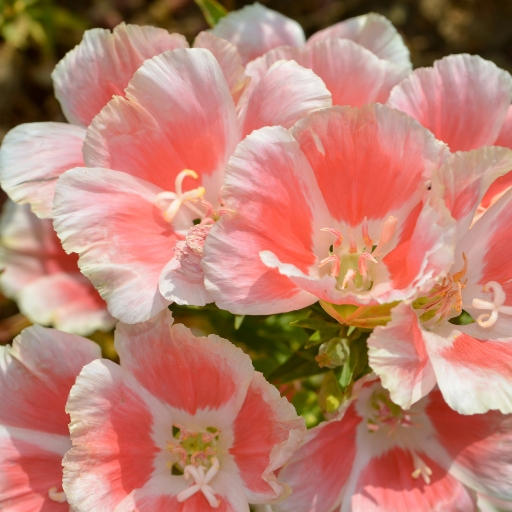 Clarkia