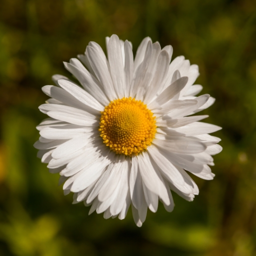 English Daisy (Bellis perennis)