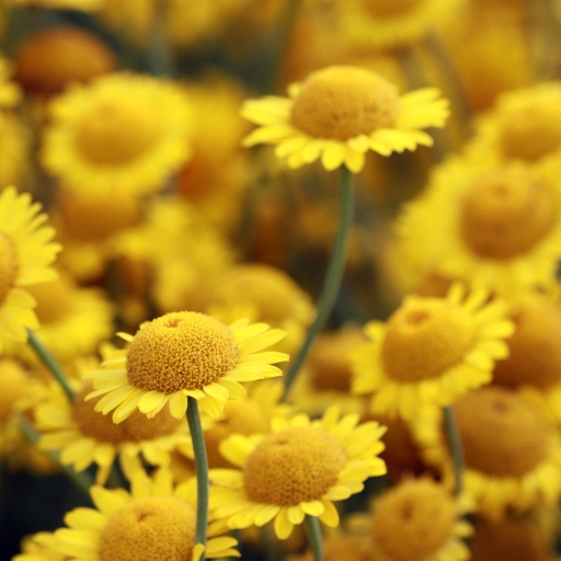 Golden Marguerite (Anthemis tinctoria)