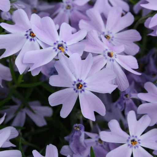 Night Phlox (Zaluzianskya capensis)
