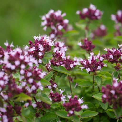Oregano Flower (Origanum vulgare – blooms purple or pink)