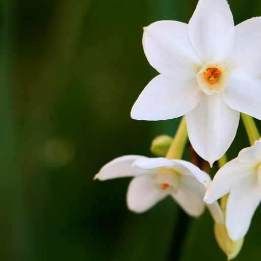 Paperwhite Narcissus (Narcissus papyraceus)