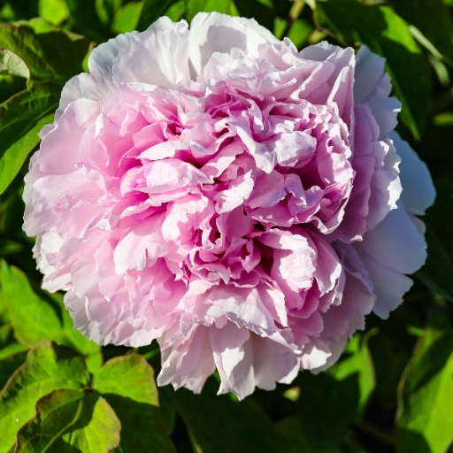 Tree Peony (Paeonia suffruticosa)