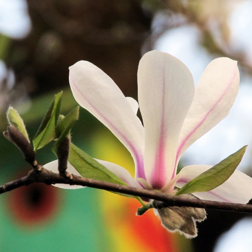 Umbrella Magnolia Bloom (Magnolia tripetala)