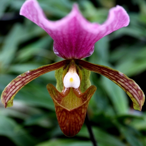 Venus Slipper Orchid (Paphiopedilum spp.)