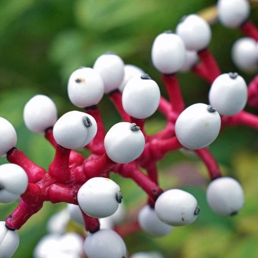 White Baneberry (Actaea pachypoda – Doll’s Eyes)