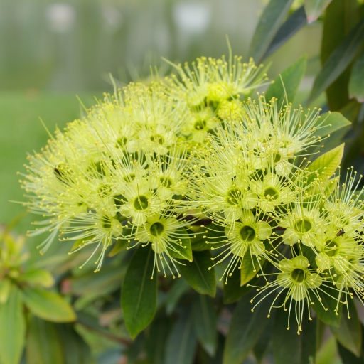 Xanthostemon (Xanthostemon chrysanthus – Golden Penda)