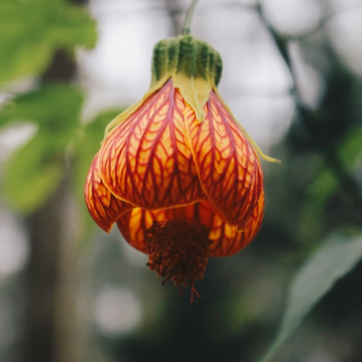 Abutilon (Flowering Maple)