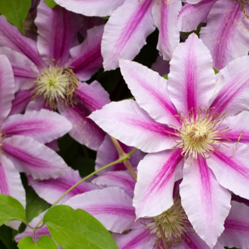 Clematis