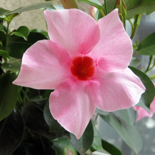 Dipladenia (Mandevilla spp.)