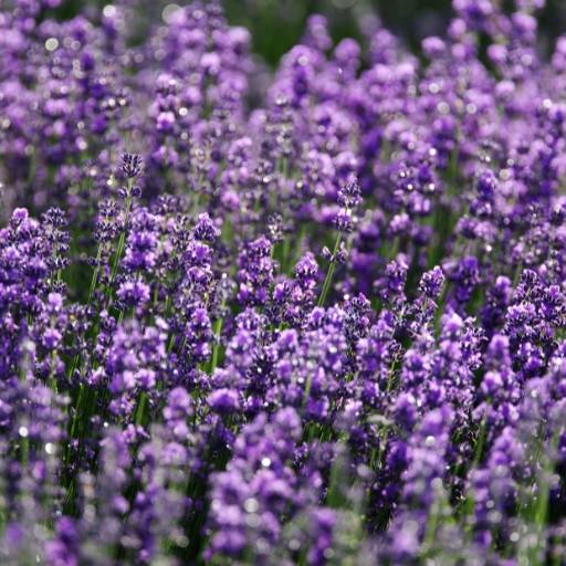 English Lavender (Lavandula angustifolia)