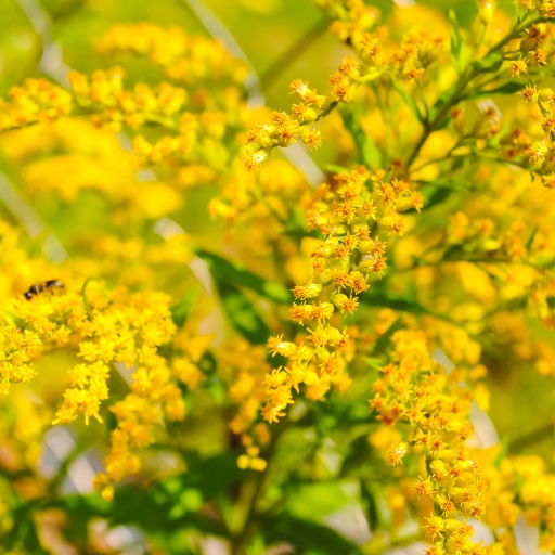 Goldenrod (Solidago spp.)