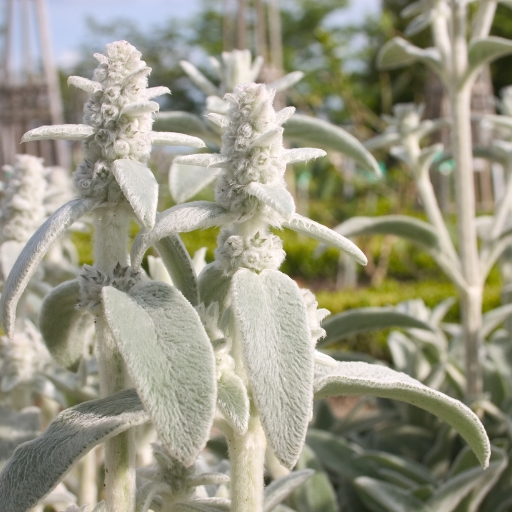 Lambβs Ear (Stachys byzantina)
