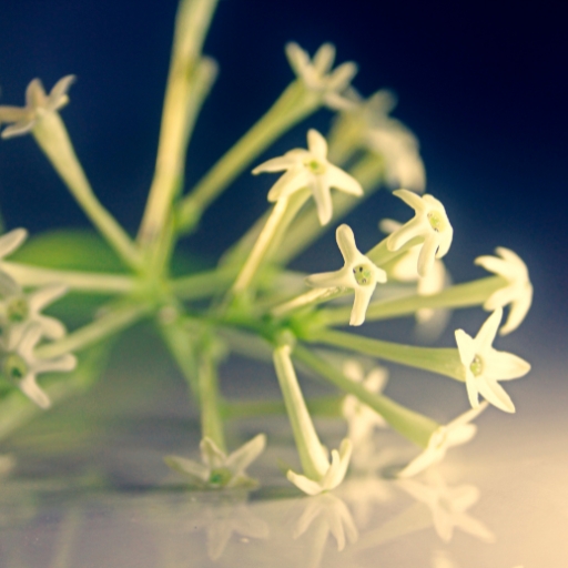 Night Blooming Jasmine (Cestrum nocturnum)