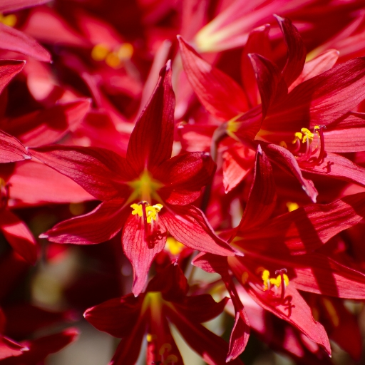 Oxblood Lily (Rhodophiala bifida)