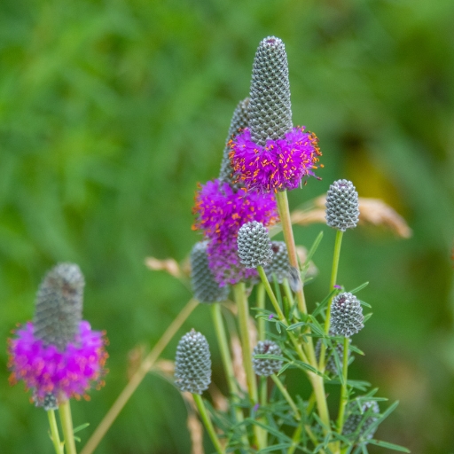 Prairie Clover (Dalea purpurea)