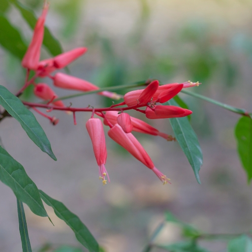 Quassia Flower (Quassia amara)