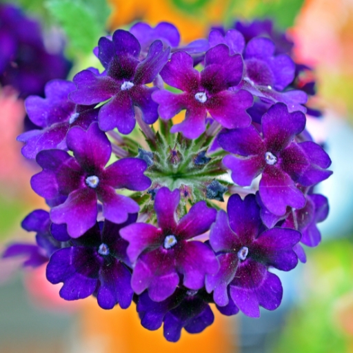 Trailing Verbena (Verbena canadensis)