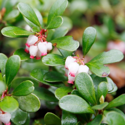 Uva-Ursi Bloom (Arctostaphylos uva-ursi – Bearberry)