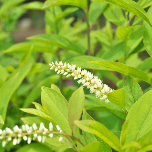 Virginia Sweetspire Bloom (Itea virginica)