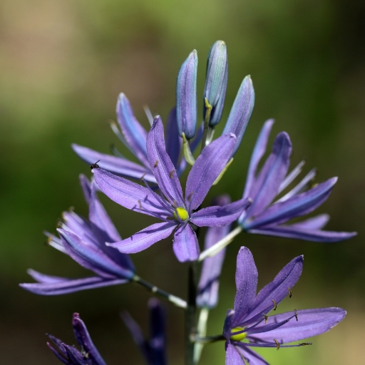 Wild Hyacinth (Camassia quamash)