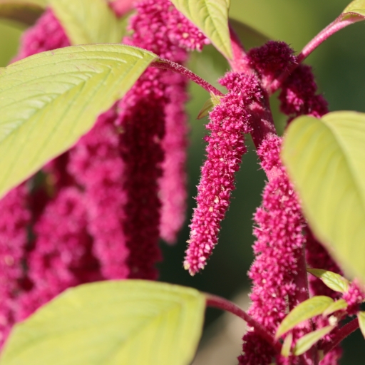 Amaranthus (Love-Lies-Bleeding)