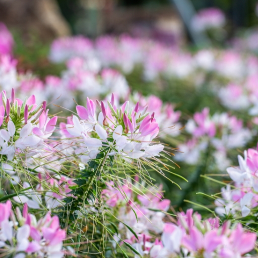 Cleome (Spider Flower)