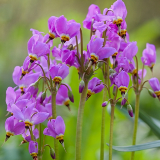 Dodecatheon (Shooting Star) (Dodecatheon spp.)