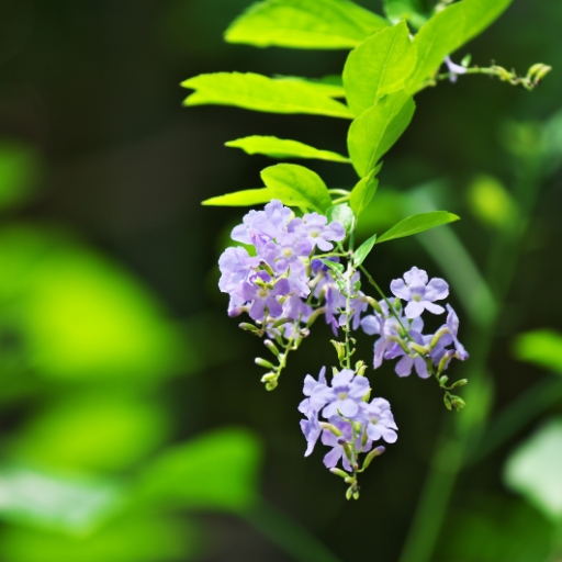Epigaea (Epigaea repens – Trailing Arbutus)