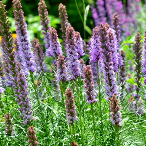 Liatris (Liatris spicata – Blazing Star)