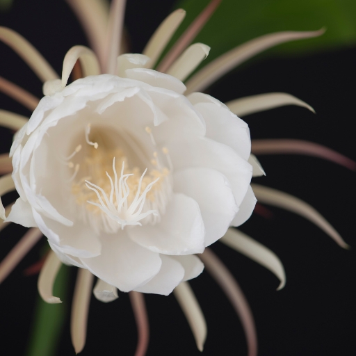 Night Blooming Cereus (Epiphyllum oxypetalum)