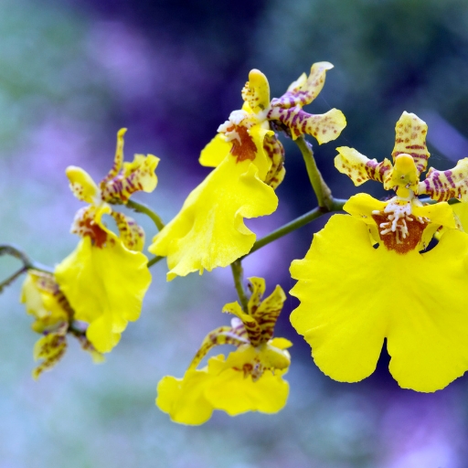 Oncidium Orchid (Oncidium spp. – Dancing Lady Orchid)