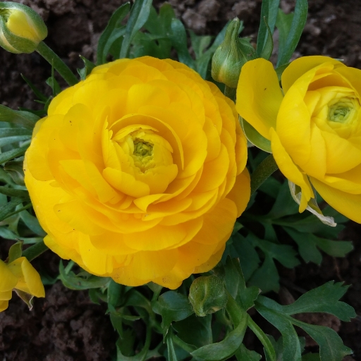 Persian Buttercup (Ranunculus asiaticus)