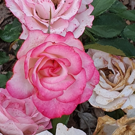 Queen Salote Rose (Rosa 'Queen Salote')