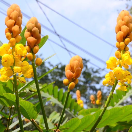 Senna (Senna alata)