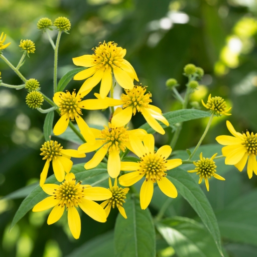 Verbesina (Verbesina alternifolia – Wingstem)