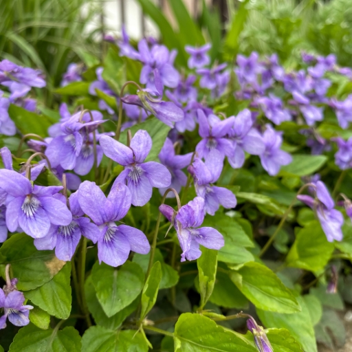 Wood Violet (Viola sororia)