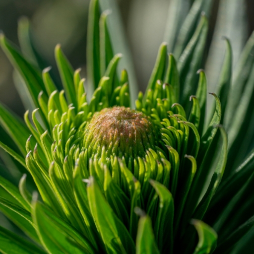 Xenophyllum (Xenophyllum humile – alpine daisy species in the Andes)