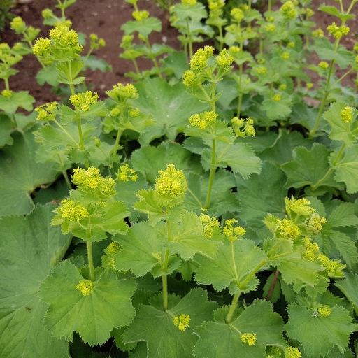Alchemilla (Lady's Mantle)