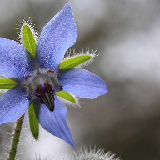 Borage