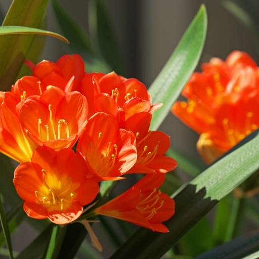 Clivia