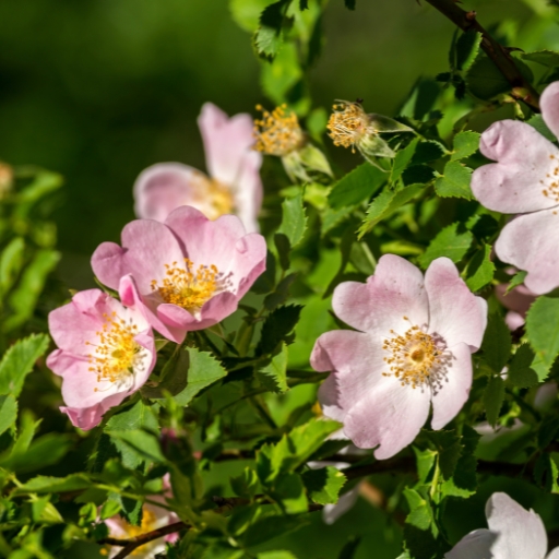 Dog Rose (Rosa canina)