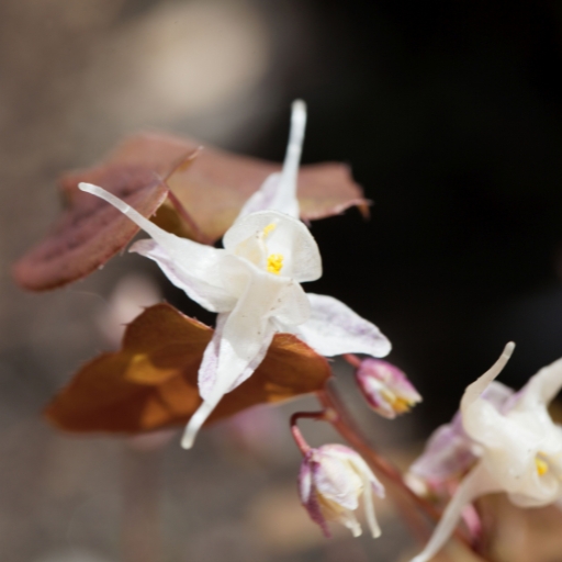 Epimedium (Epimedium spp. – Barrenwort)
