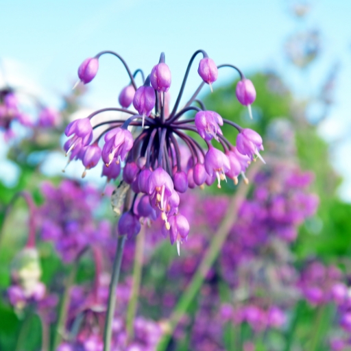 Nodding Onion (Allium cernuum)