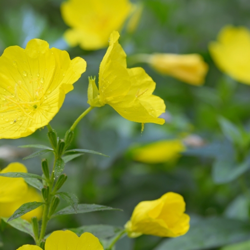 Oenothera (Oenothera biennis – Evening Primrose)
