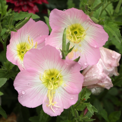 Pink Evening Primrose (Oenothera speciosa)